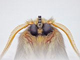Polilla-4.jpg